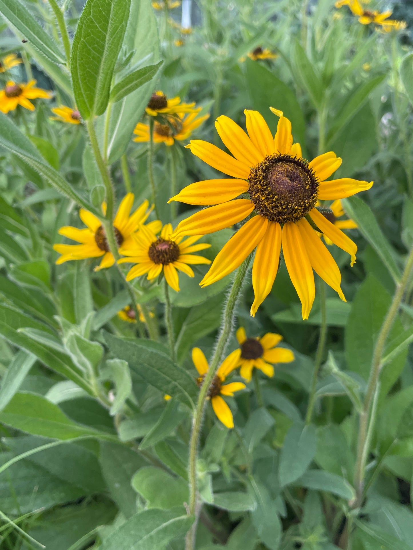 Black Eyed Susan