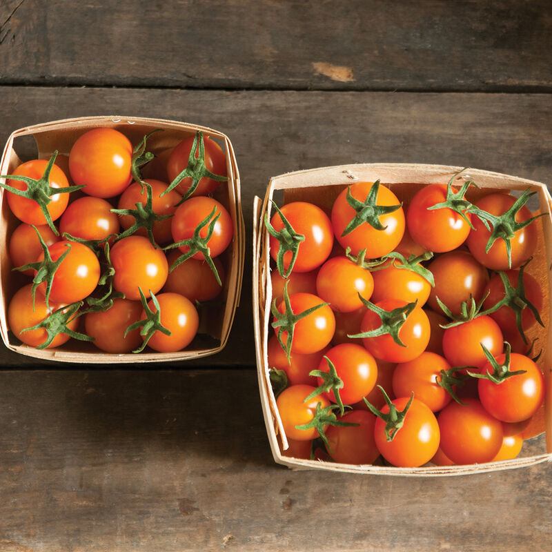 Cherry Tomato - Sun Gold, 4" pot