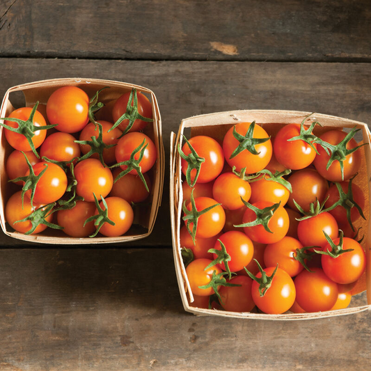 Cherry Tomato - Sun Gold, 4" pot