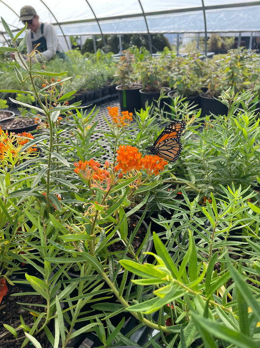 Butterfly Weed