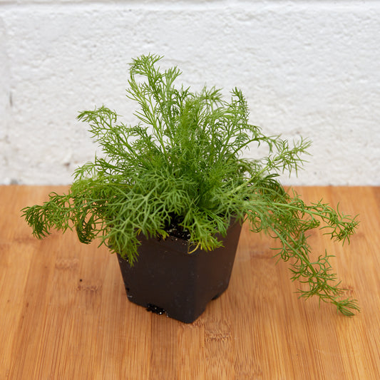 Chamomile, 3” pot