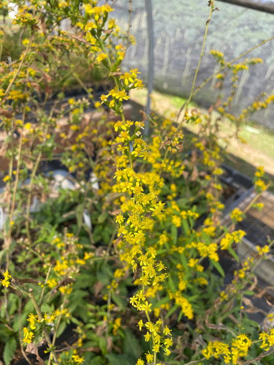 Native Plant - Blue-stemmed Goldenrod (Solidago Caesia)