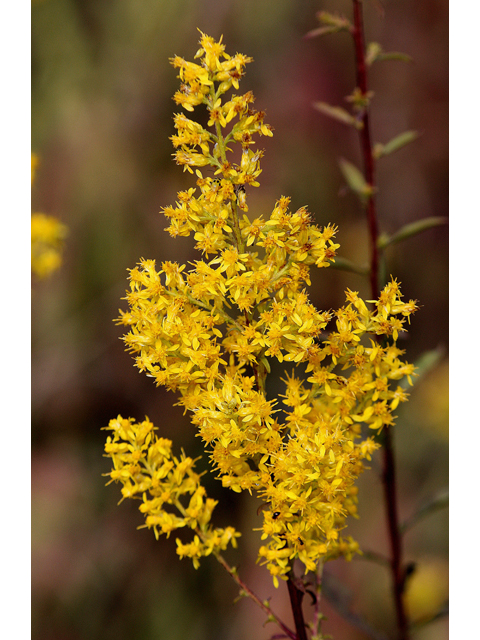 Showy Goldenrod (Solidago Speciosa)