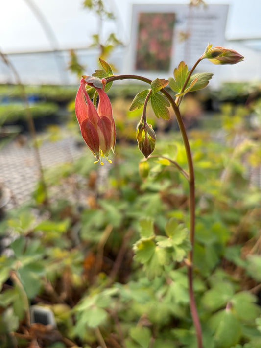 Columbine (Aquilegia Canadensis)