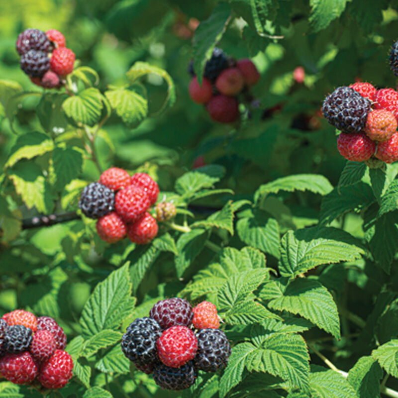 Black Raspberry