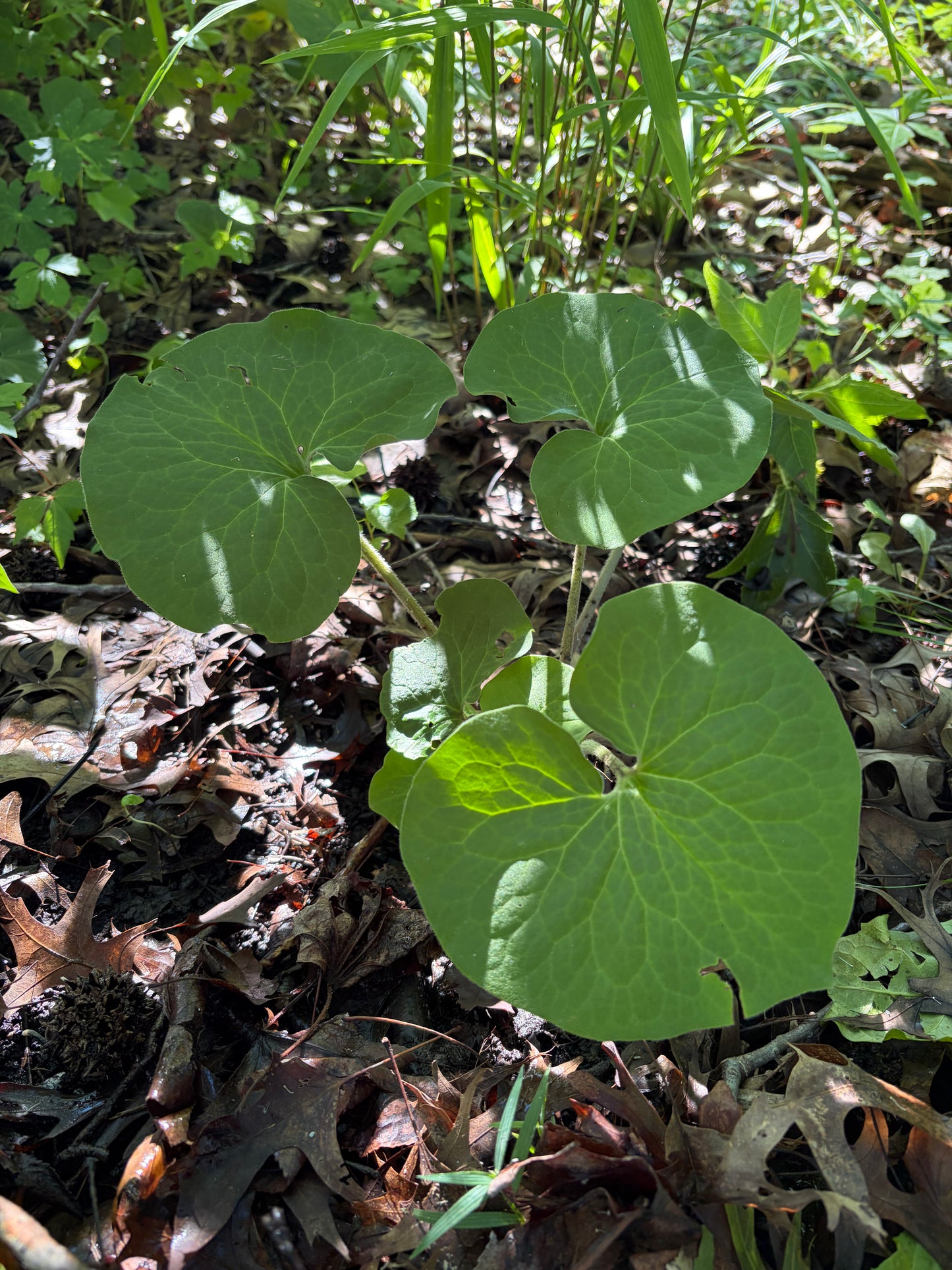 Wild Ginger (Asarum canadense)