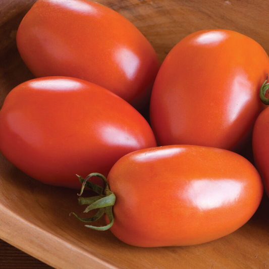 Heirloom tomato - Amish Paste, 4" pot