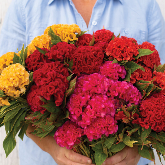 Cockscomb Celosia - 2" pot