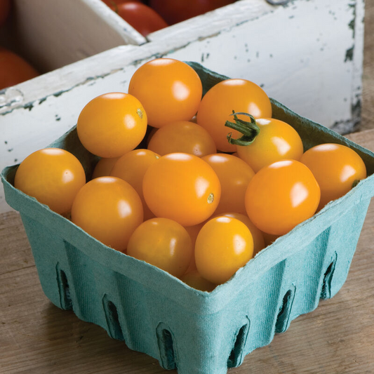 Cherry tomato - Yellow Mini, 4" pot