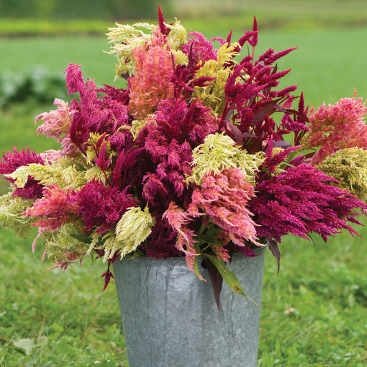 Plume Celosia