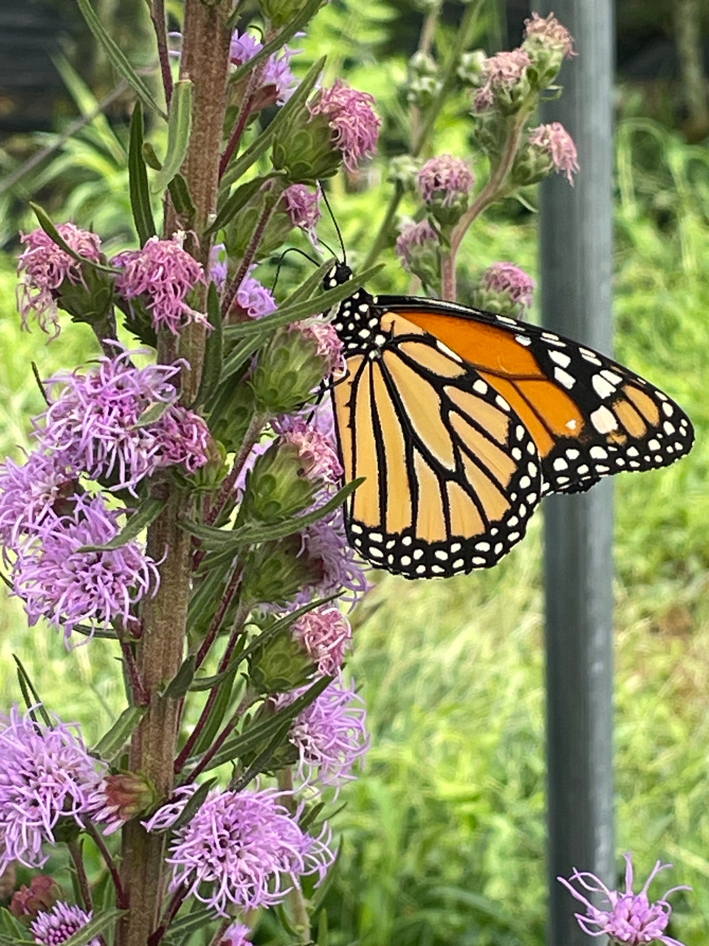 Rough Blazing Star (Liatris Aspera)