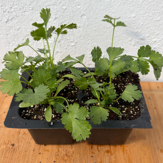 Cilantro