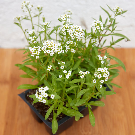Alyssum