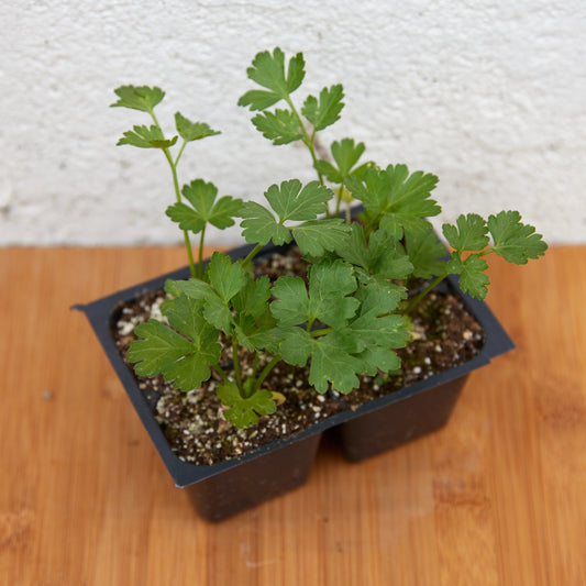 Parsley, Flat-leaf Italian
