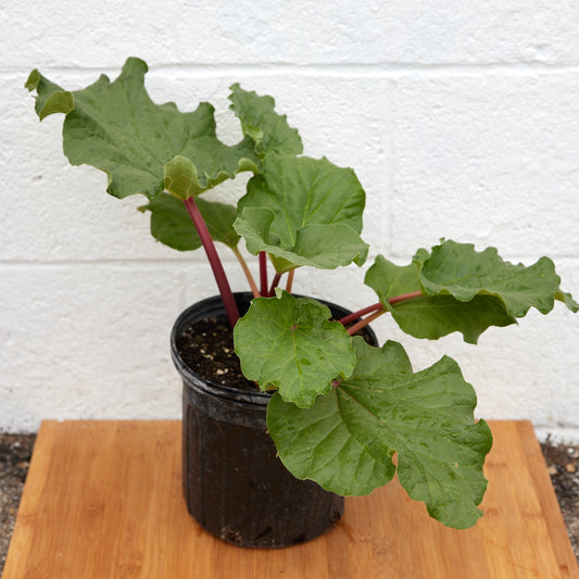 Rhubarb