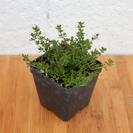 Thyme, German
