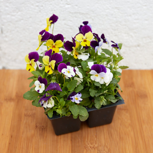 Edible flower, Viola, 4-pack