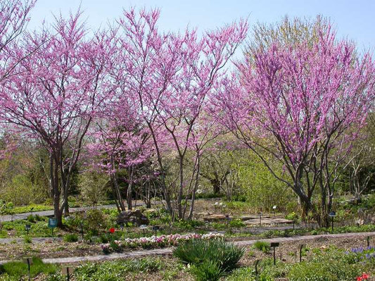 Eastern Redbud Tree