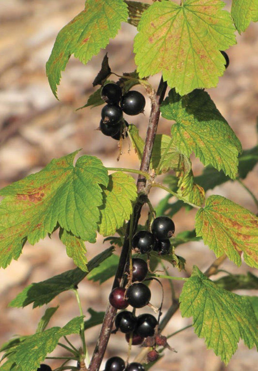 American Black Currant