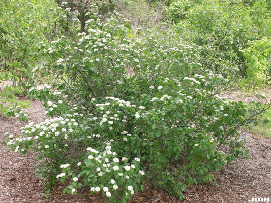 Arrowwood Viburnum
