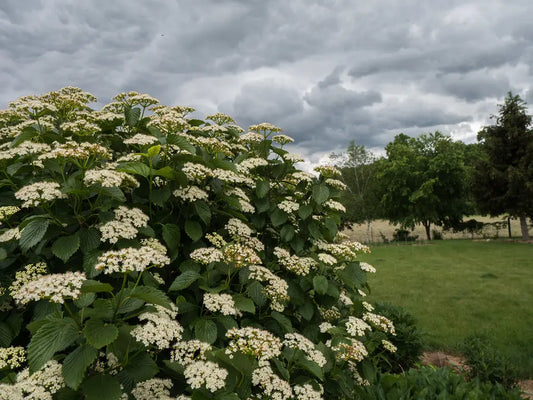 Arrowwood Viburnum, 3-gallon pot