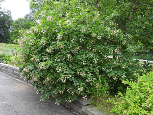 Buttonbush