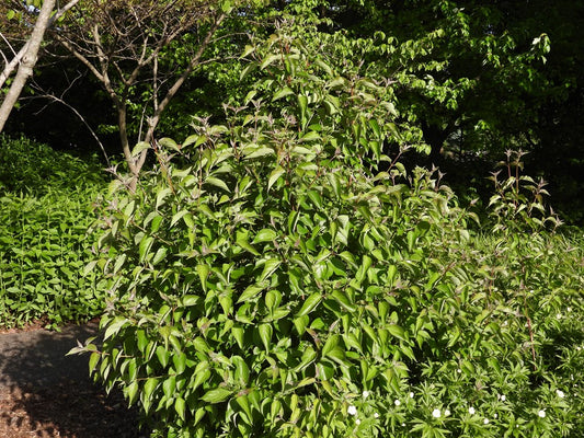 Grey Dogwood, 3-gallon pot