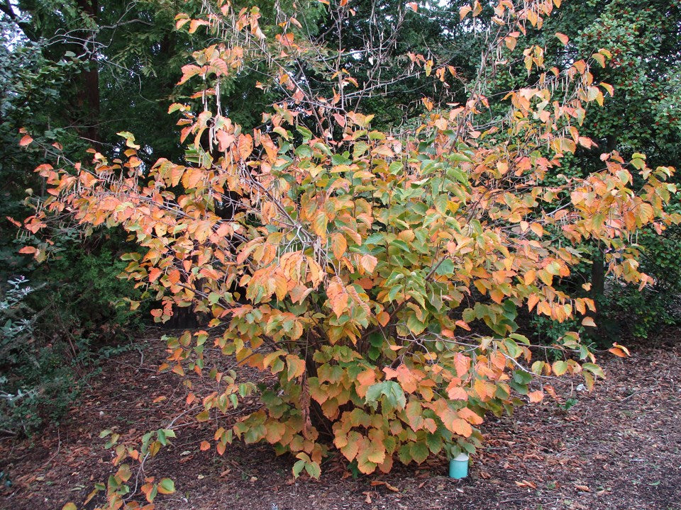 American Hazelnut