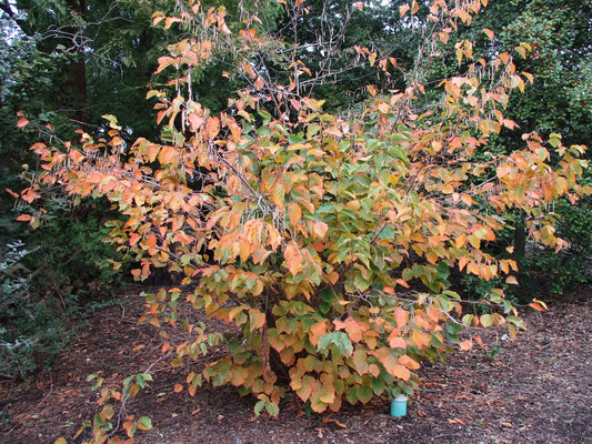 American Hazelnut