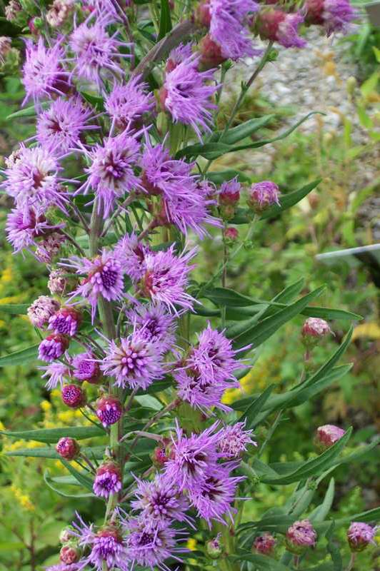 Meadow Blazing Star (Liatris ligulistylis)
