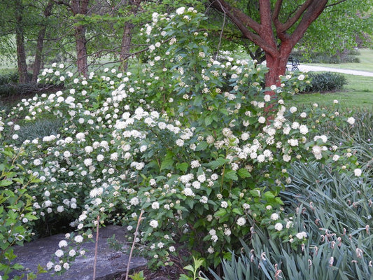 Common Ninebark