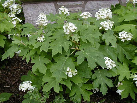 Oakleaf Hydrangea
