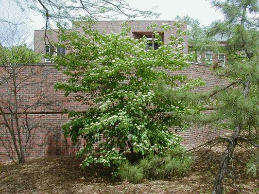 Pagoda Dogwood