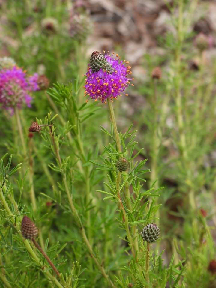 Purple Prairie Clover