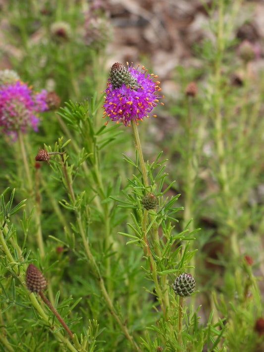 Purple Prairie Clover