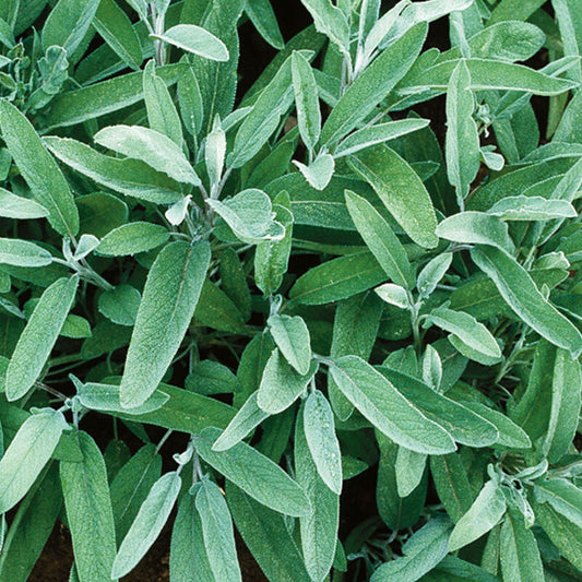 Sage