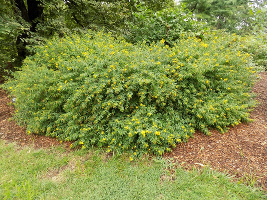 Shrubby St. John's Wort