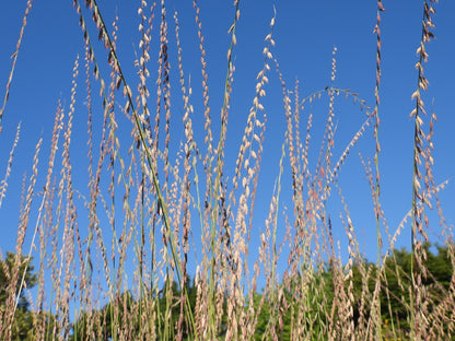 Sideoats Grama (Bouteloua curtipendula)