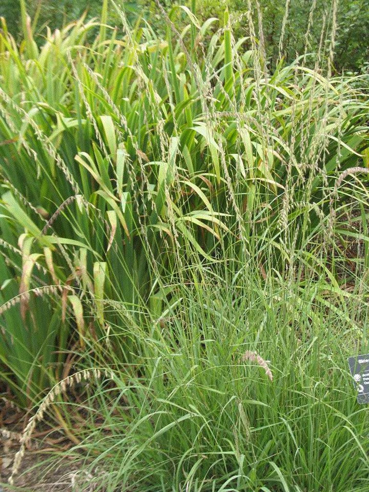 Sideoats Grama (Bouteloua curtipendula)