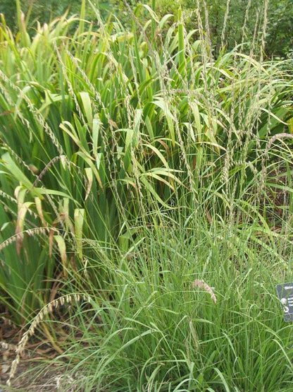 Sideoats Grama (Bouteloua curtipendula)