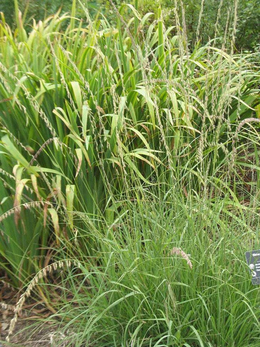 Sideoats Grama (Bouteloua curtipendula)