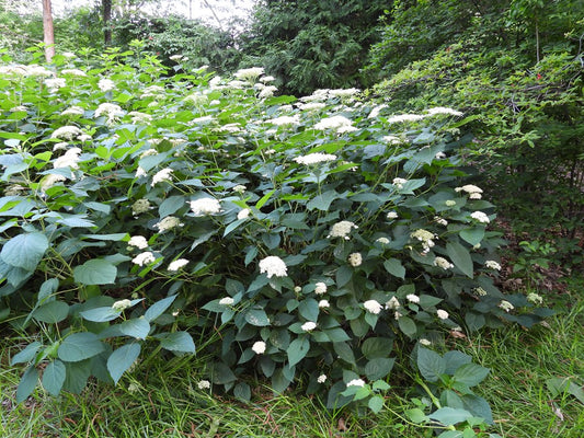 Smooth Hydrangea