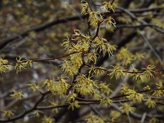 Common Witchhazel